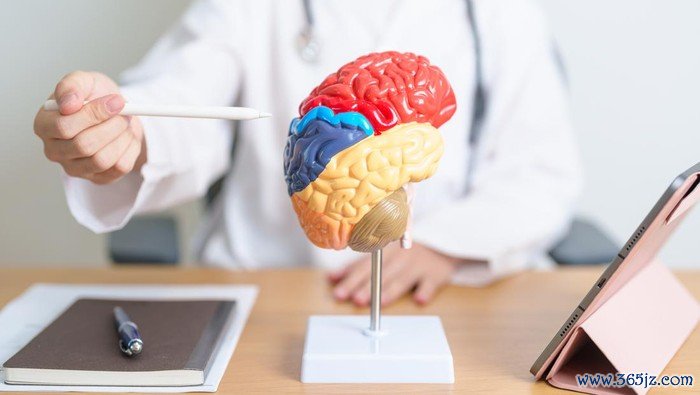 doctor with human Brain anatomy model and tablet. World Brain Tumor day, Brain Stroke, Dementia, alzheimer, parkinson and world mental health concept